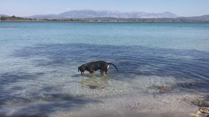 Σκύλος… ψαρεύει στην Κυανή Ακτή της Πρέβεζας (βίντεο)